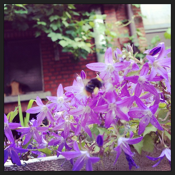 All I am saying is, give bees a chance