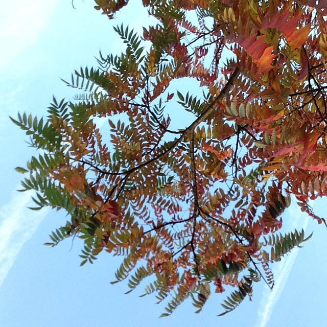 autumn leaves
