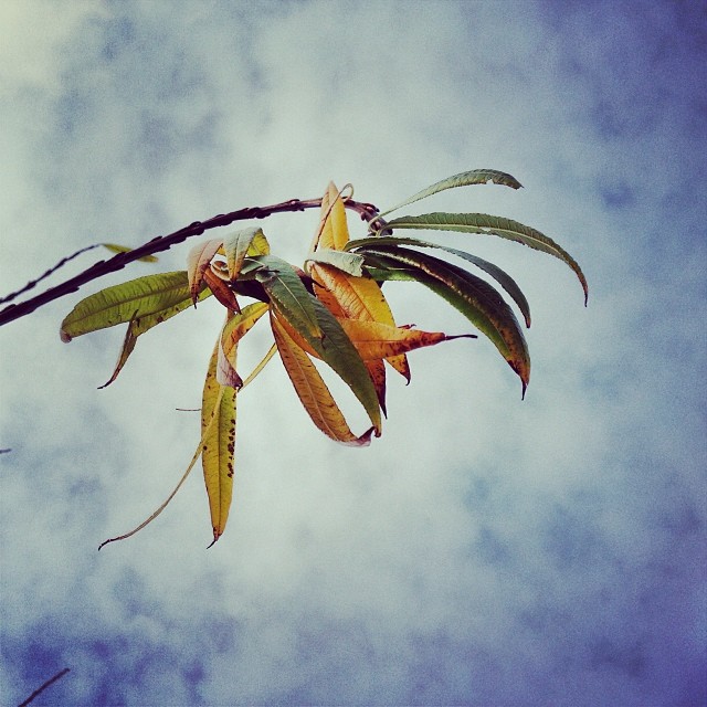 winterblad