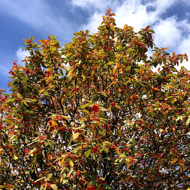 Berries