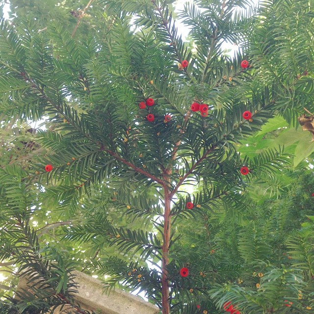 Taxus berries