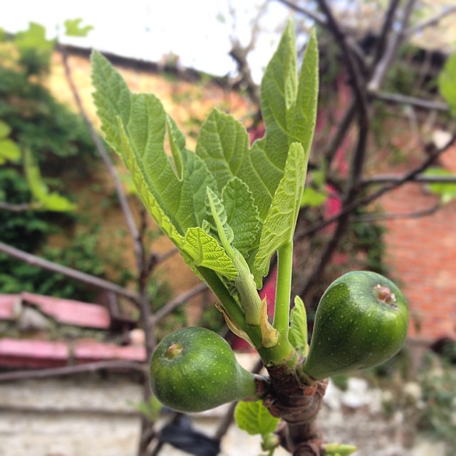 #spring #figs #tree #garden #antwerpen