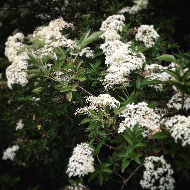 #elderflower #vlierbloesem #spring #lente